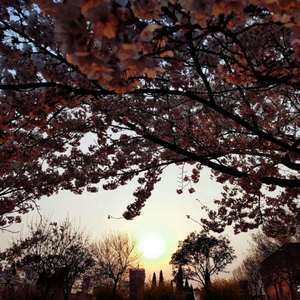 国产TS系列紫苑女仆装3p
