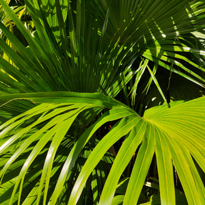 黄色片晚上网站
